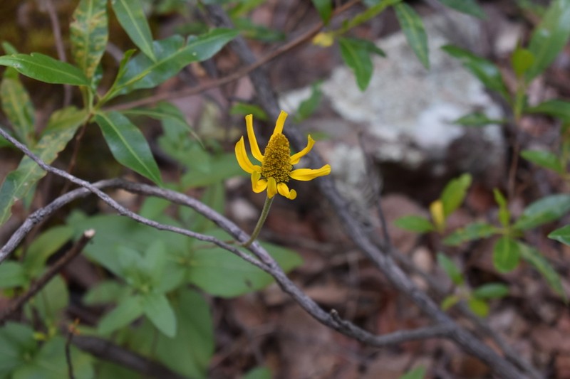Heliopsis novogaliciana