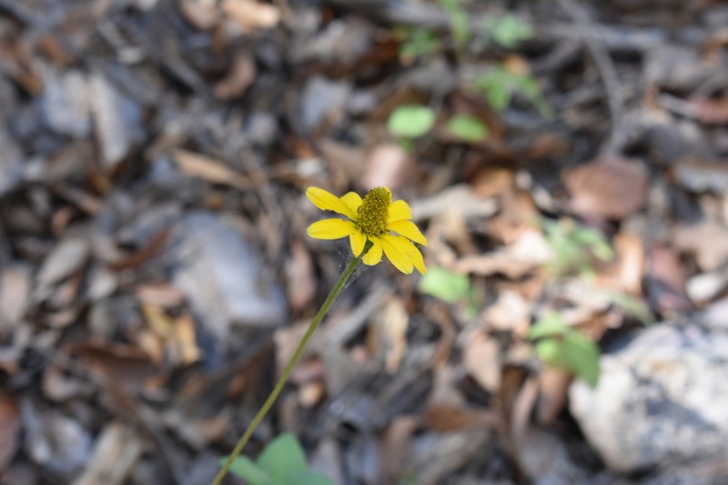 Heliopsis novogaliciana photo 2