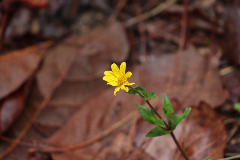 Heliopsis novogaliciana photo 3