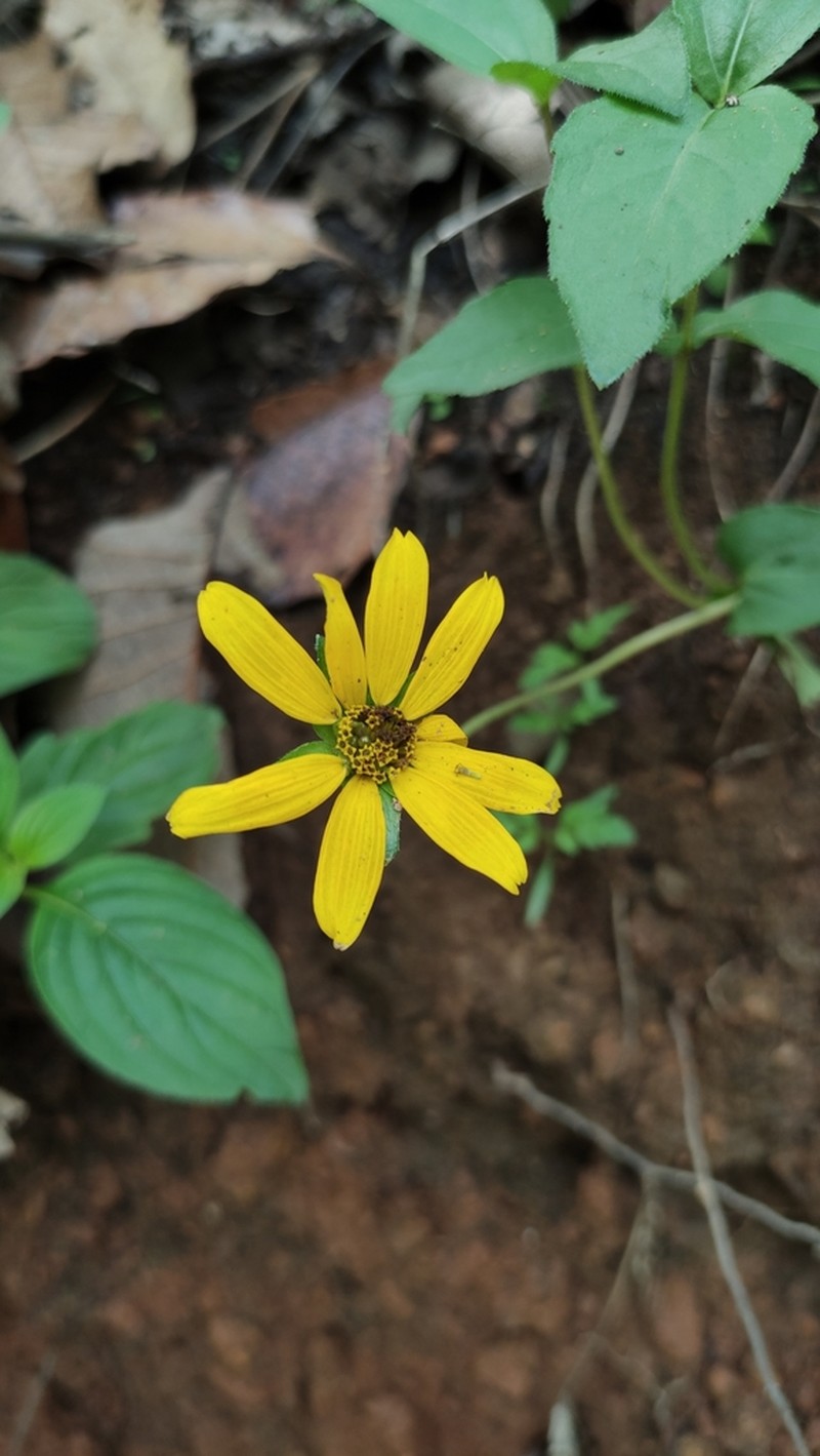 Heliopsis novogaliciana photo 4