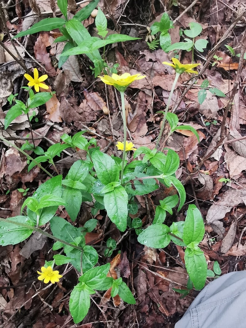 Heliopsis novogaliciana photo 5