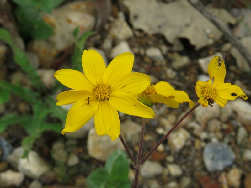 Heliopsis novogaliciana photo 6