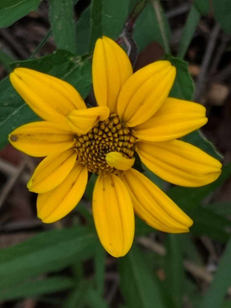 Mountain Oxeye