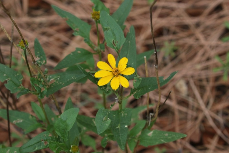 Mountain Oxeye photo 2