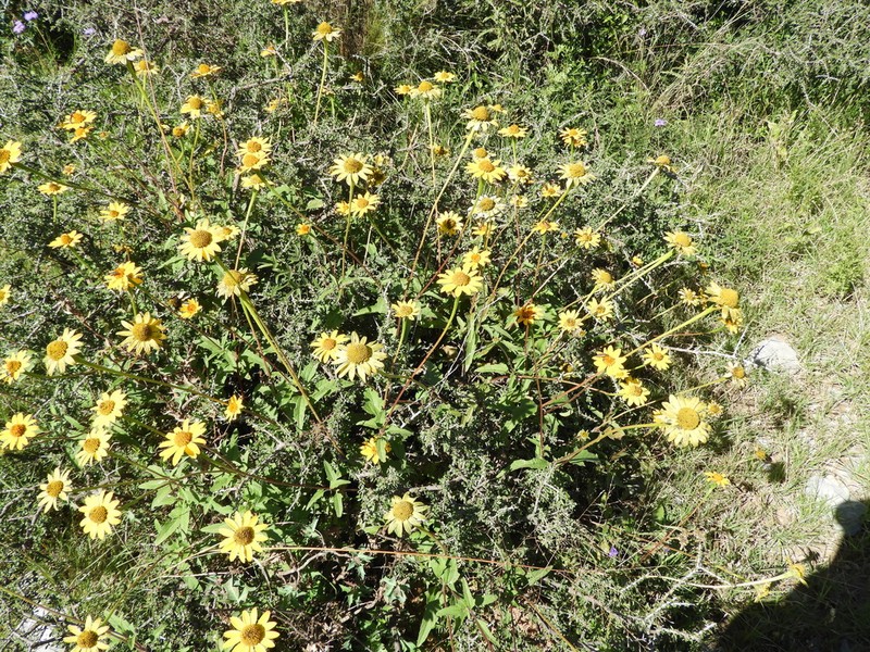 Mountain Oxeye photo 3