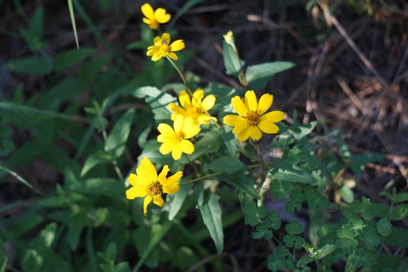 Mountain Oxeye photo 4