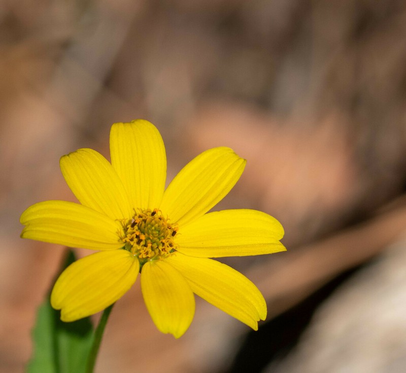 Mountain Oxeye photo 5