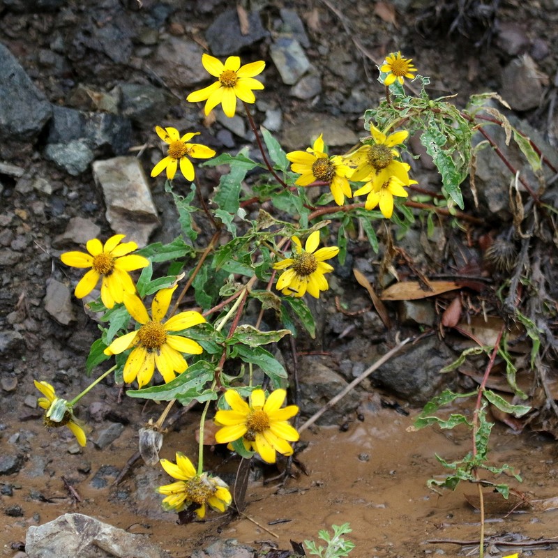 Mountain Oxeye photo 6