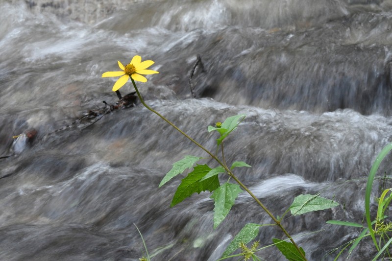 Mountain Oxeye photo 7