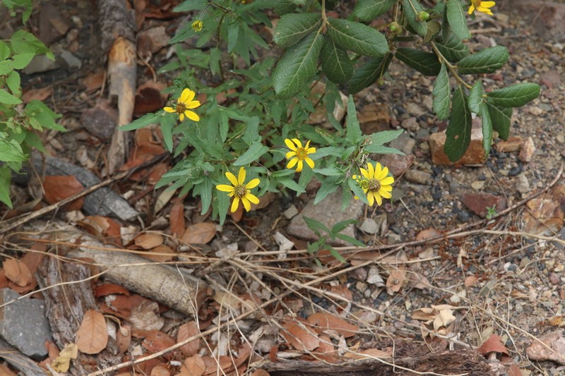 Mountain Oxeye photo 8
