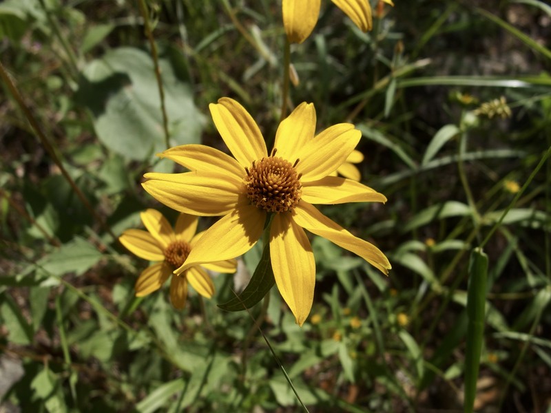 Heliopsis procumbens