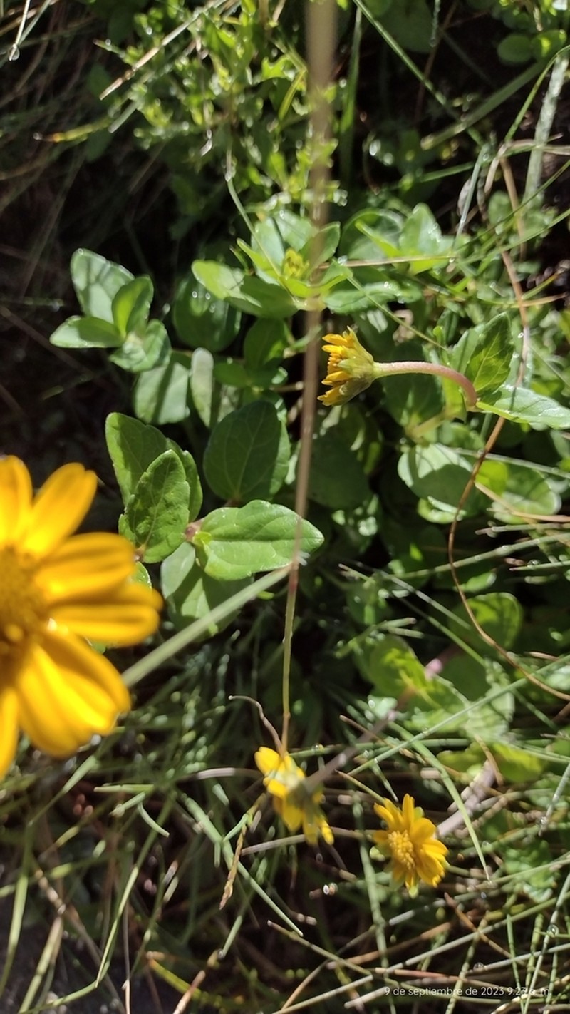 Heliopsis procumbens photo 3