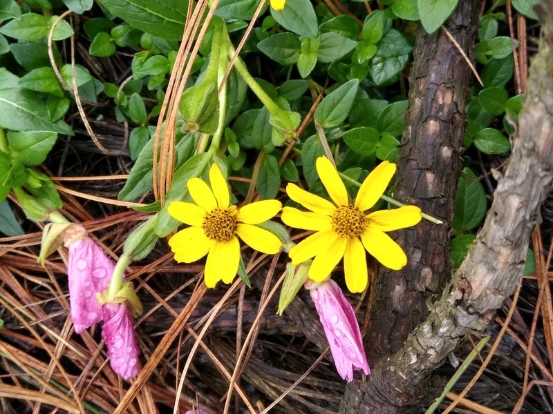 Heliopsis procumbens photo 4