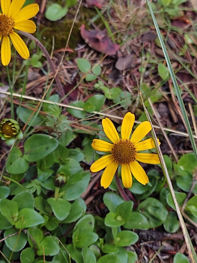 Heliopsis procumbens photo 5