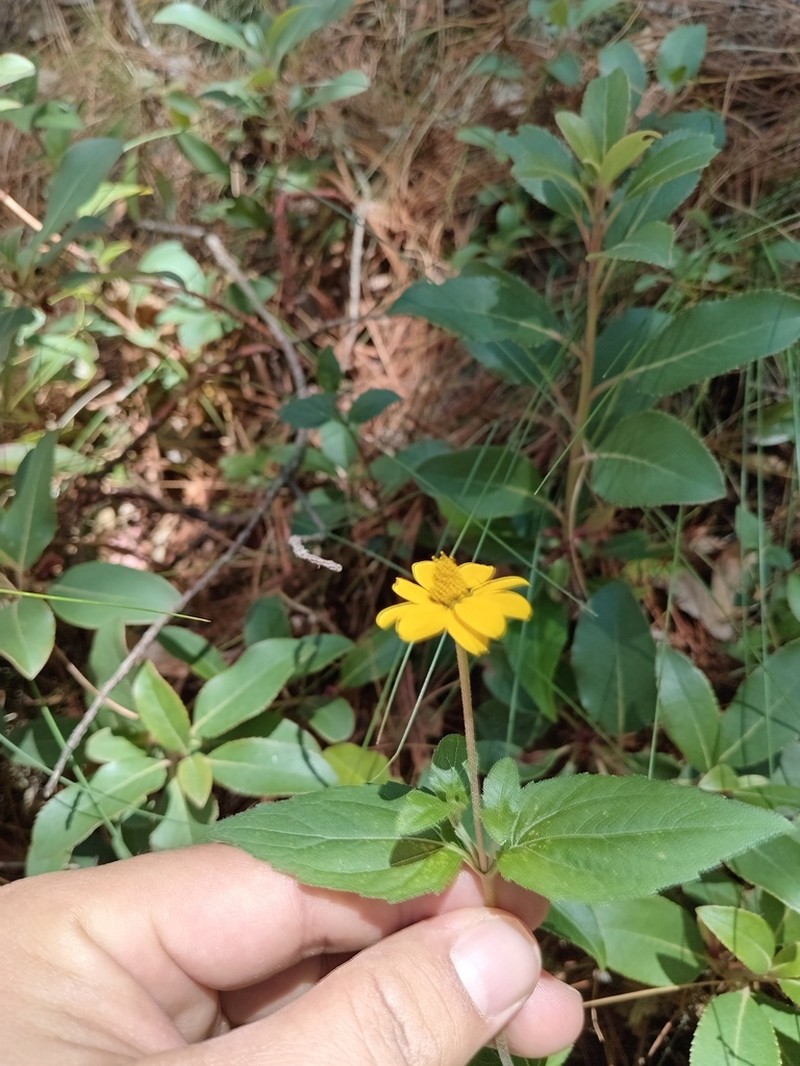 Heliopsis procumbens photo 6