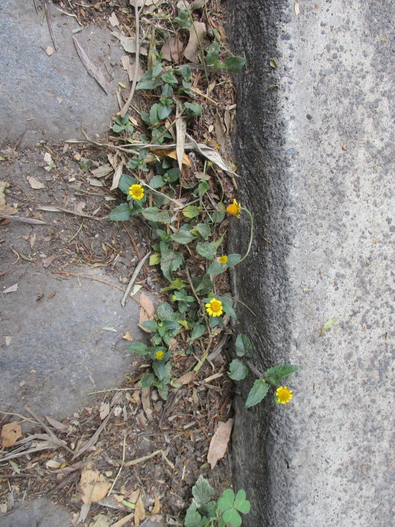 Heliopsis procumbens photo 7