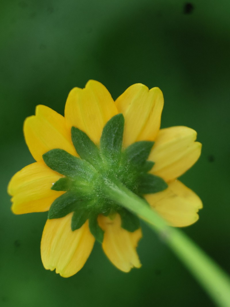 Heliopsis sinaloensis