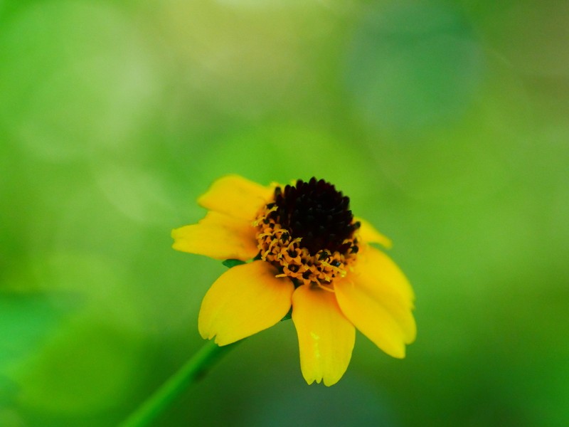 Heliopsis sinaloensis photo 2