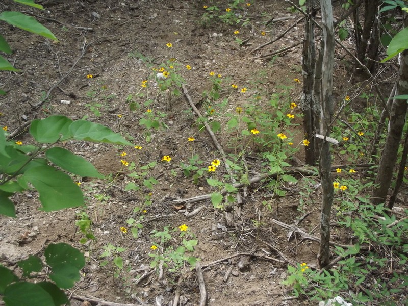 Heliopsis sinaloensis photo 3