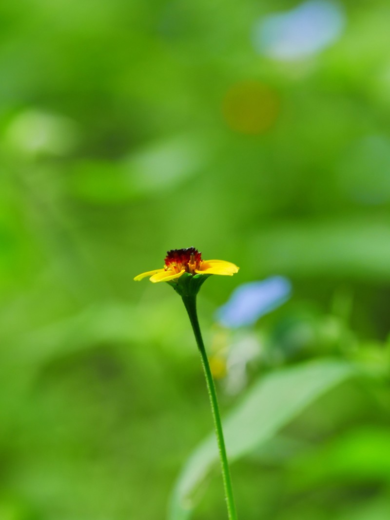 Heliopsis sinaloensis photo 4