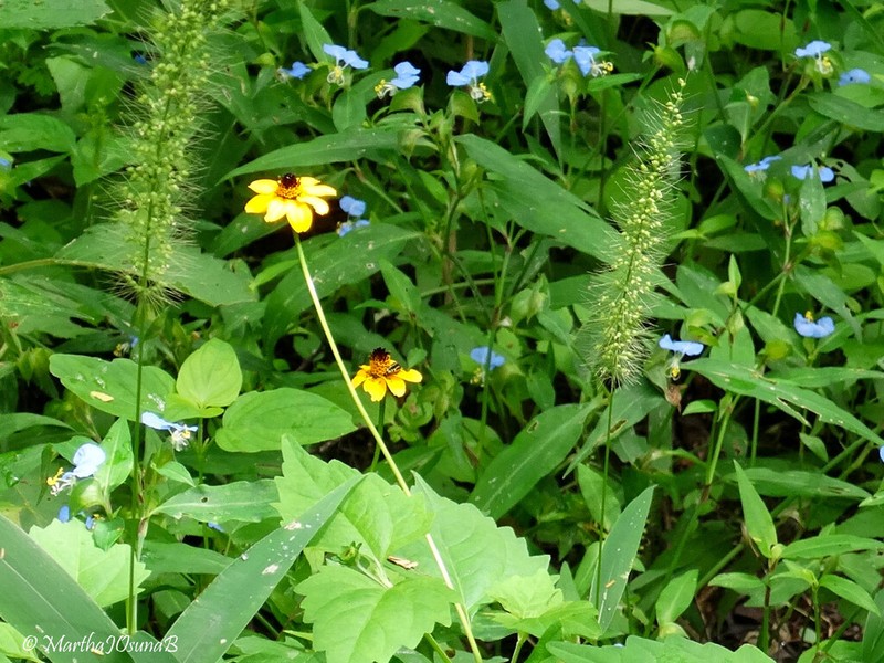 Heliopsis sinaloensis photo 5