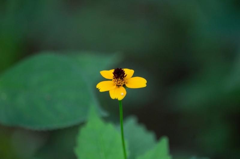 Heliopsis sinaloensis photo 6