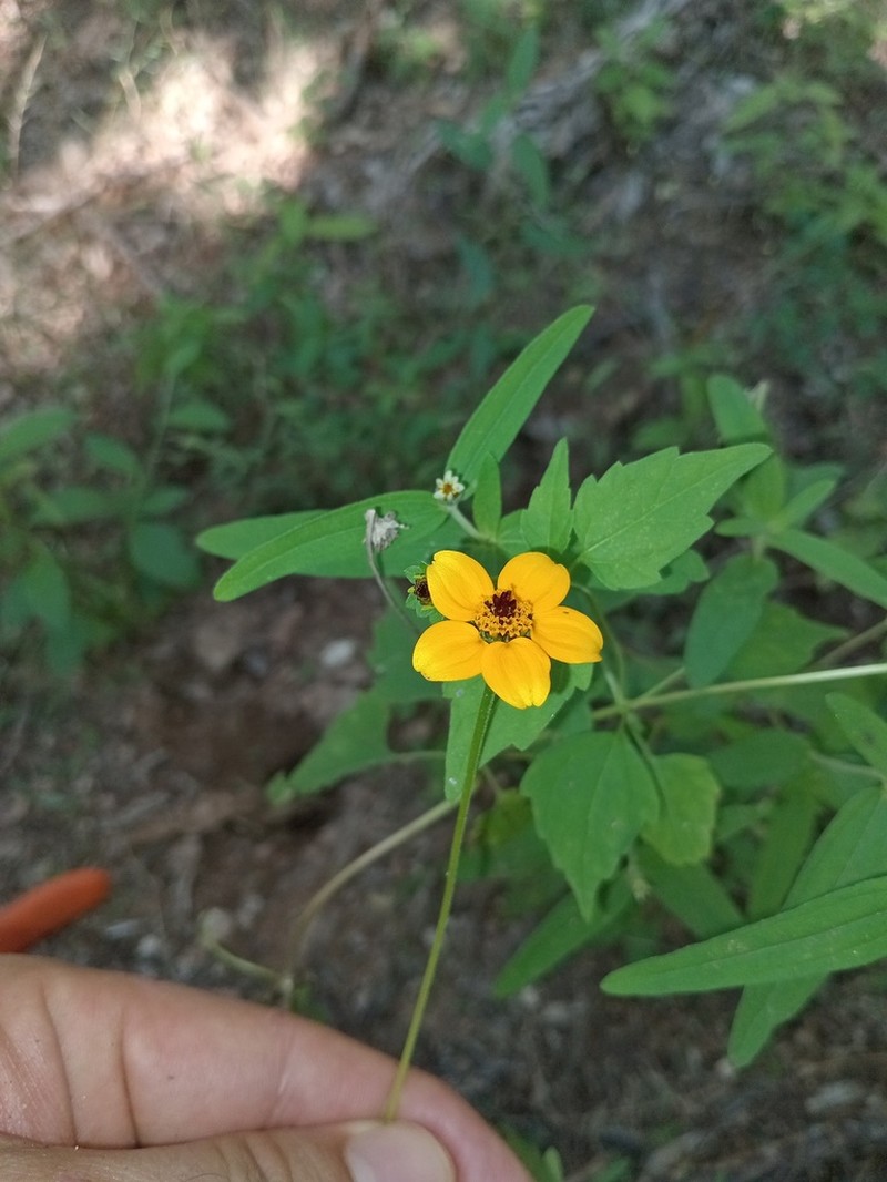 Heliopsis sinaloensis photo 7