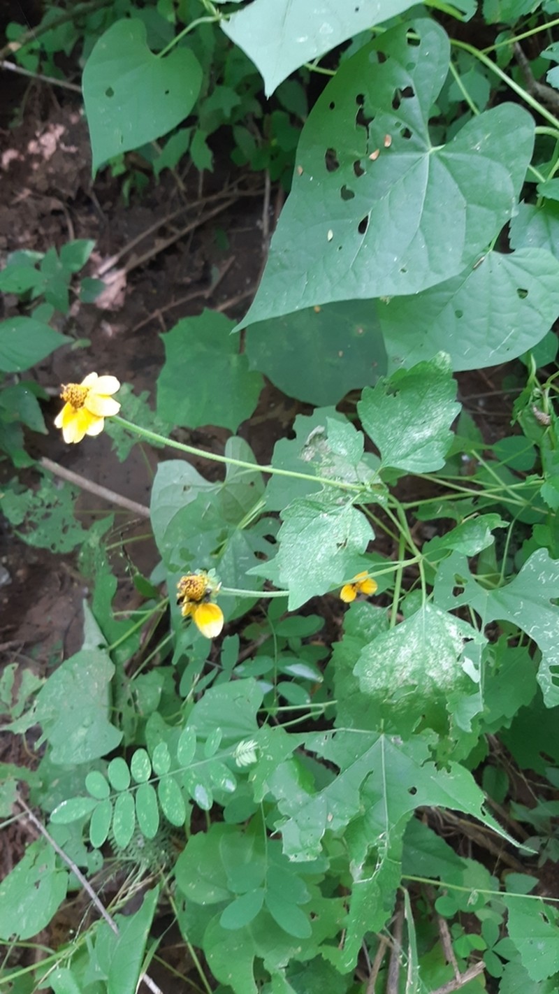 Heliopsis sinaloensis photo 8