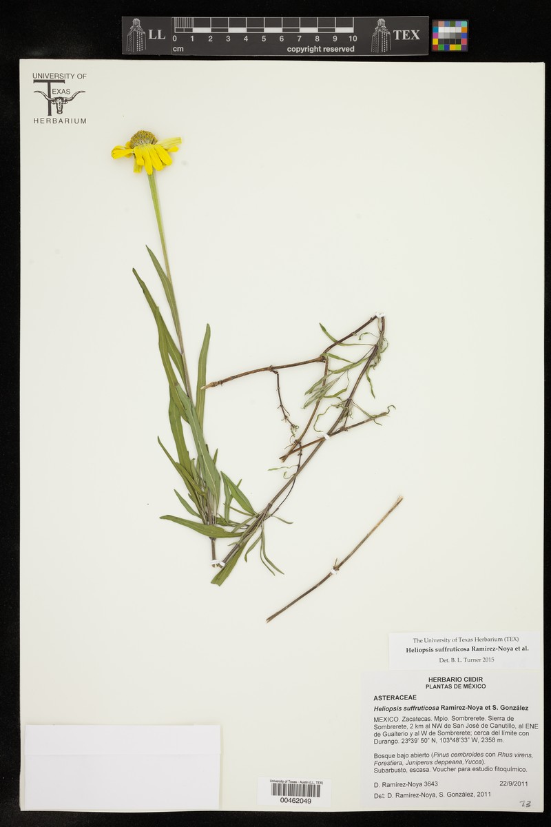 Heliopsis suffruticosa