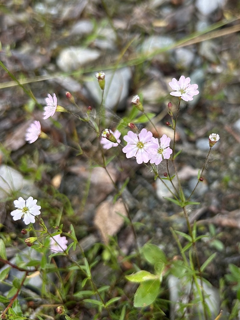 Heliosperma pusillum subsp. pusillum