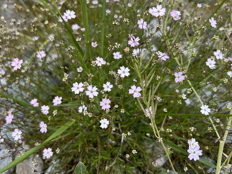 Heliosperma pusillum subsp. pusillum photo 2