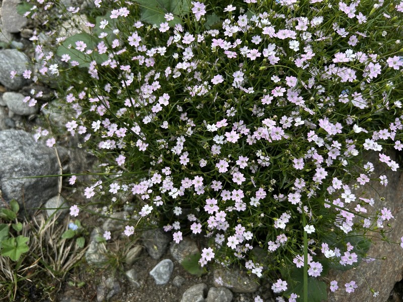 Heliosperma pusillum subsp. pusillum photo 3