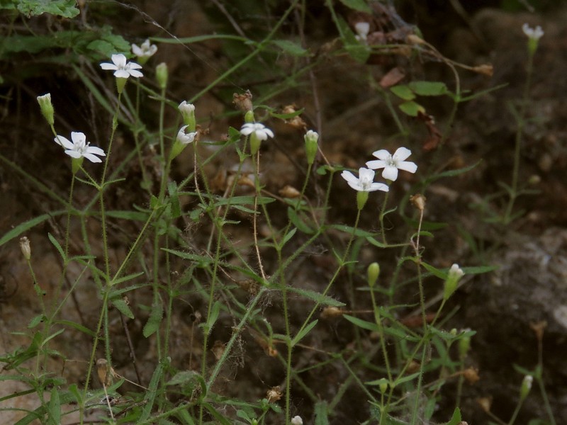 Heliosperma veselskyi subsp. glutinosa