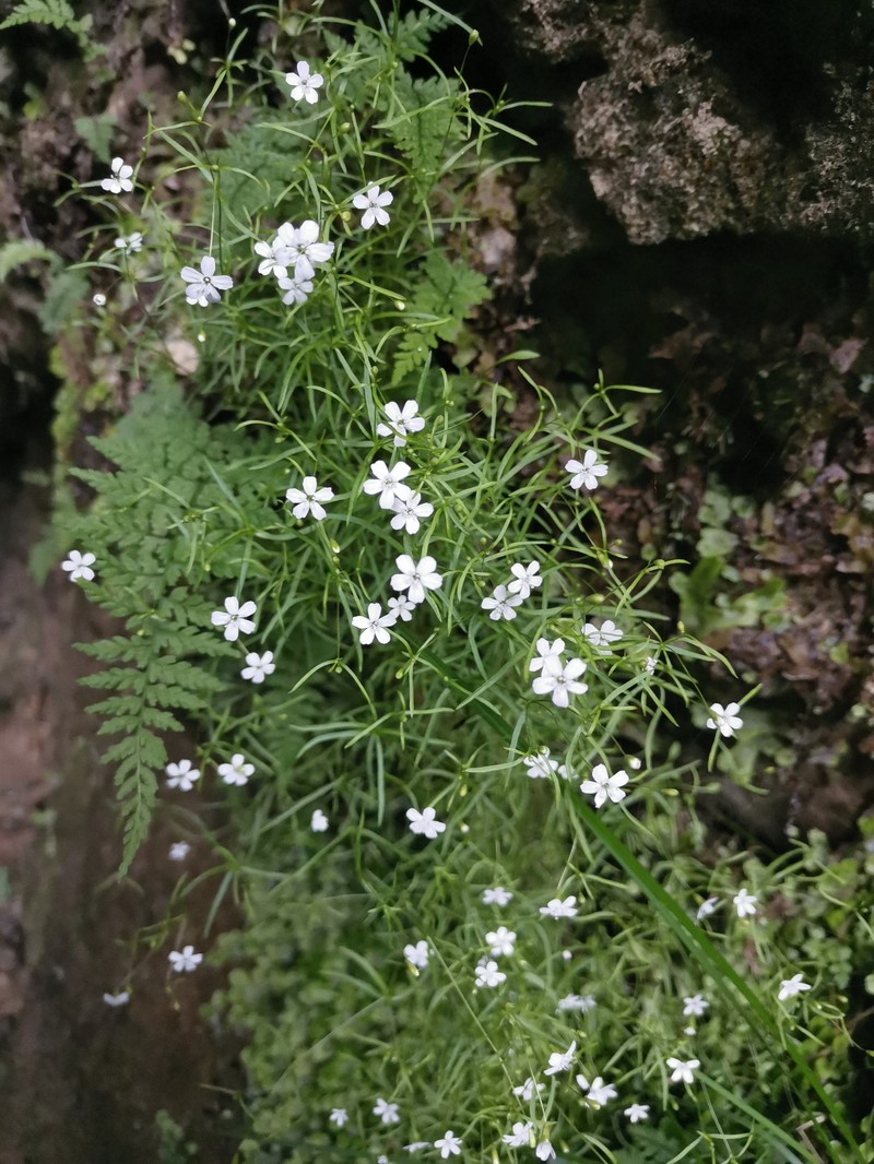 Heliosperma veselskyi subsp. veselskyi