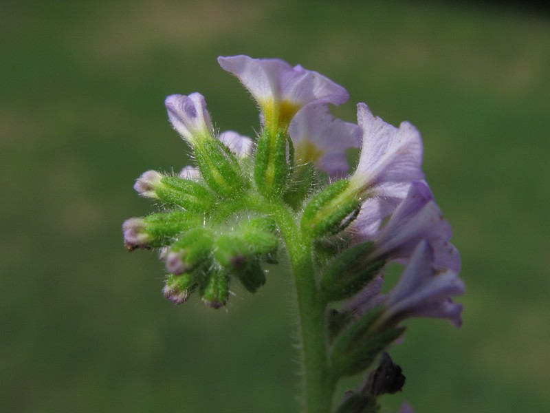 Clasping Heliotrope photo 2