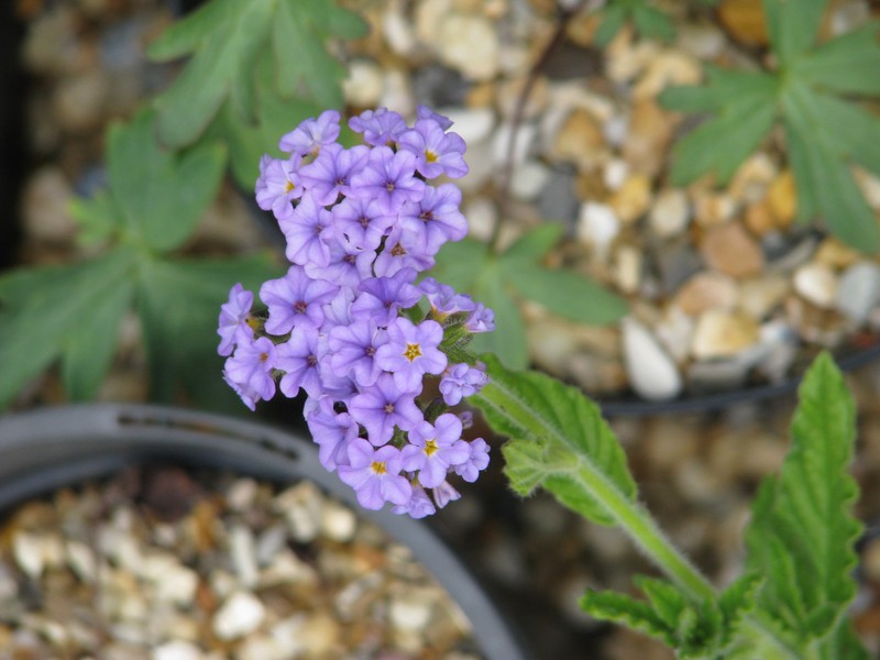 Clasping Heliotrope photo 3