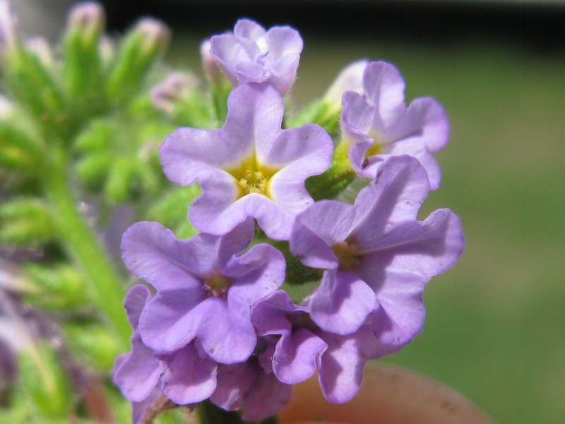 Clasping Heliotrope photo 4