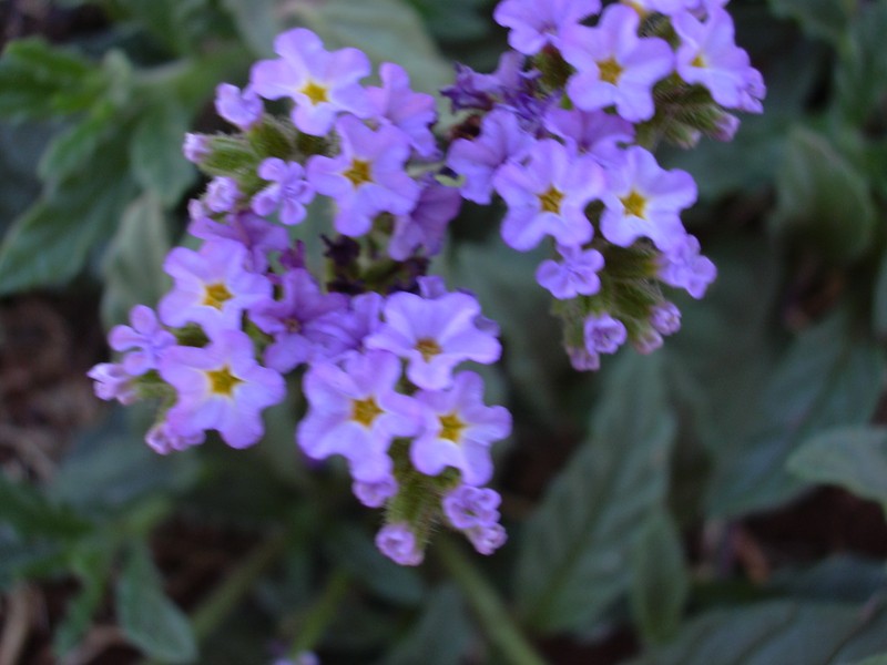 Clasping Heliotrope photo 5