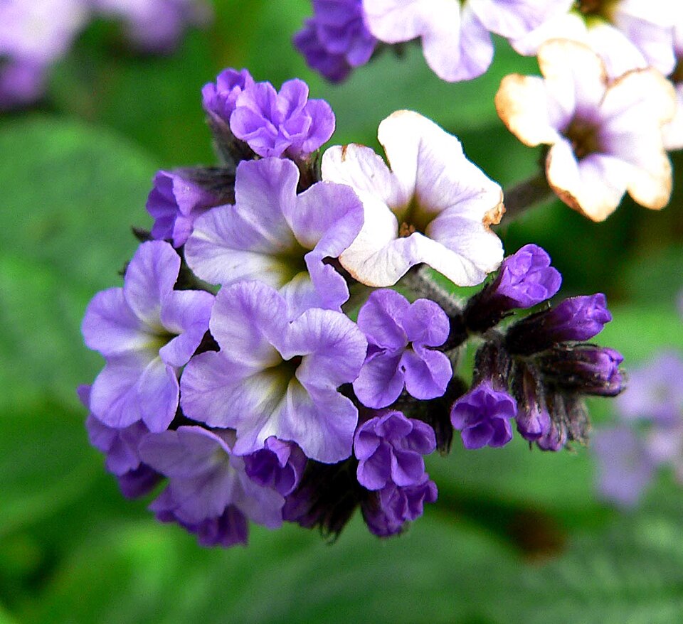 Clasping Heliotrope photo 6