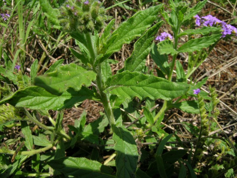 Clasping Heliotrope photo 7