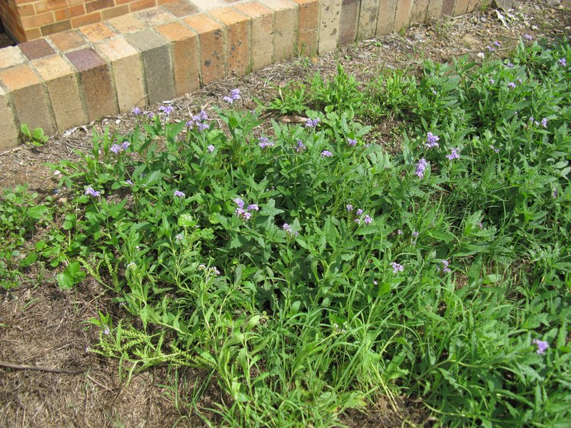 Clasping Heliotrope photo 8