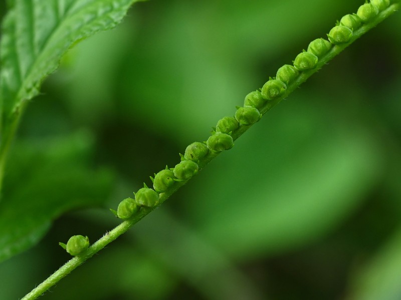 Scorpion's-Tail photo 3