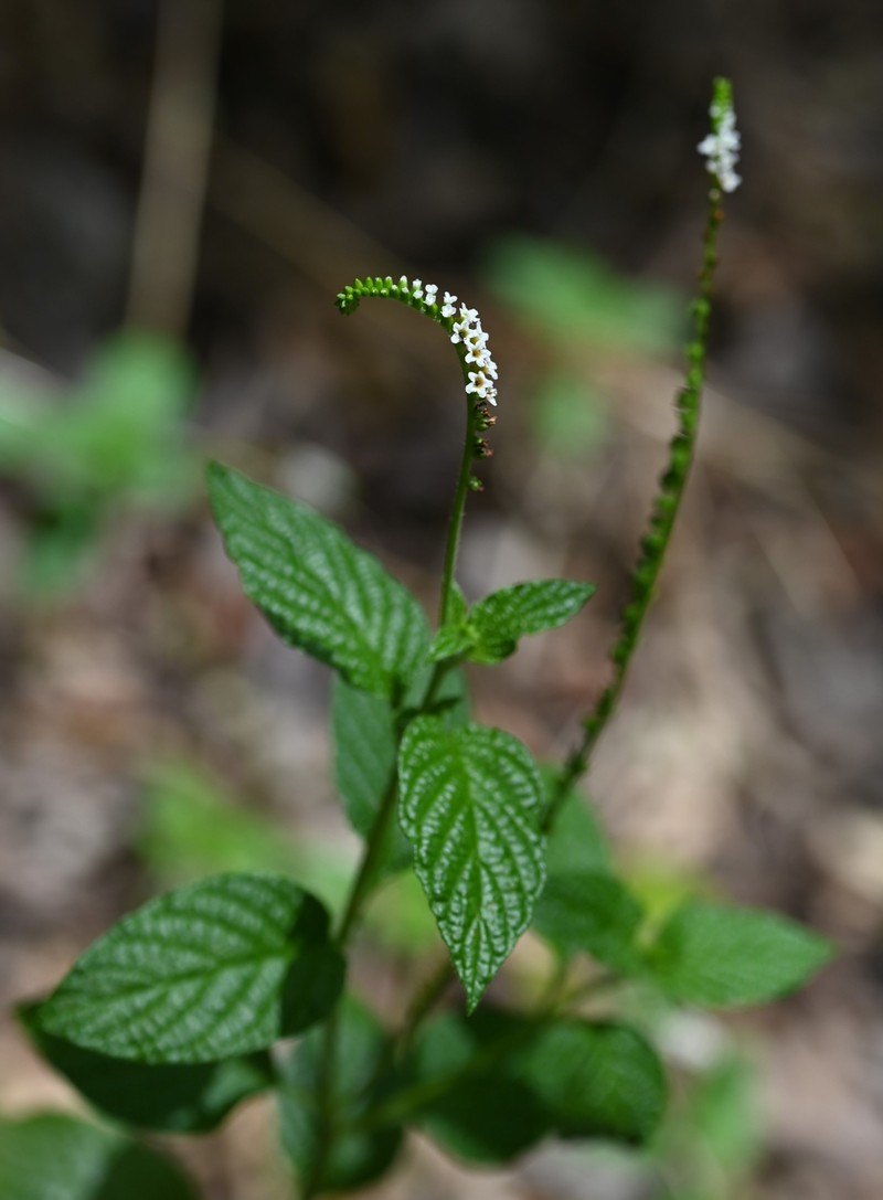 Scorpion's-Tail photo 4