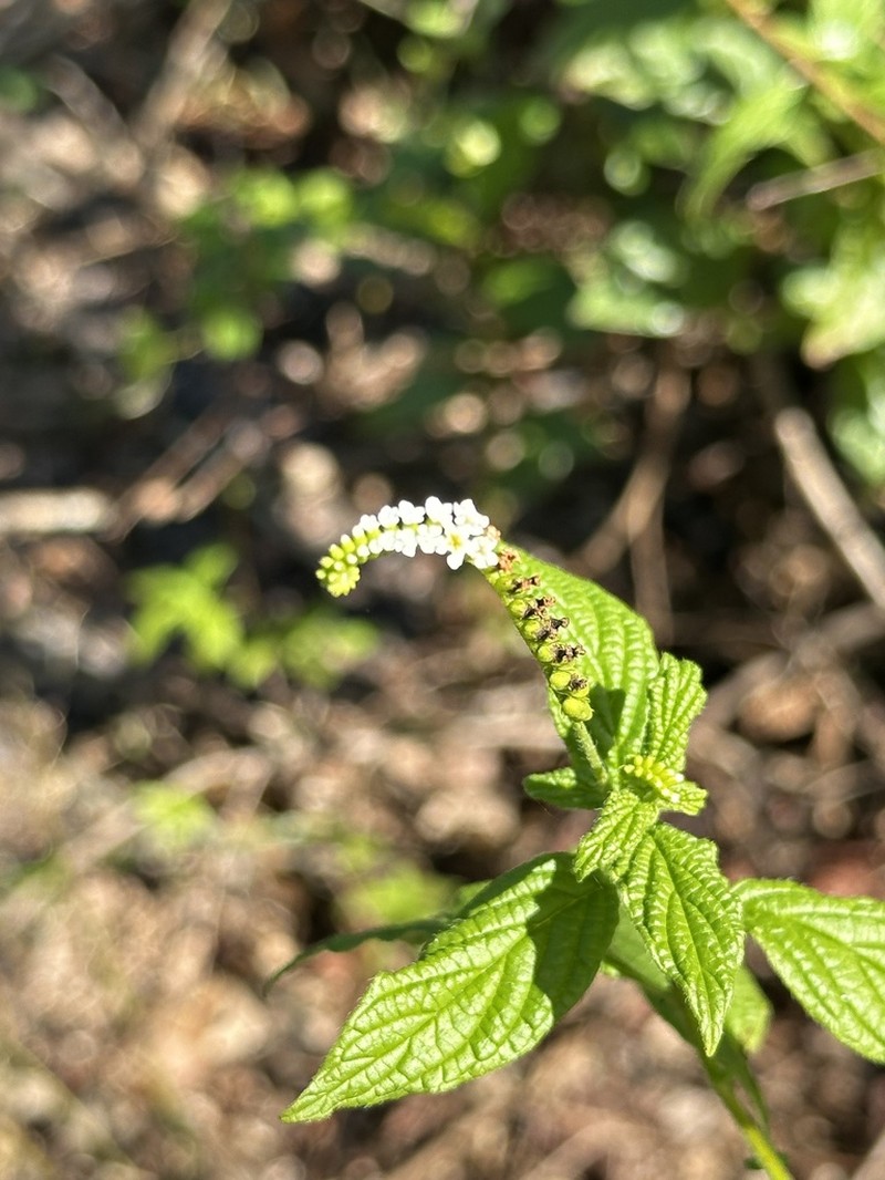 Scorpion's-Tail photo 2