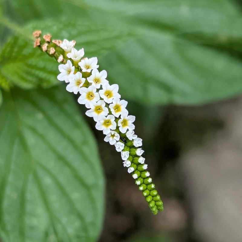 Scorpion's-Tail photo 3