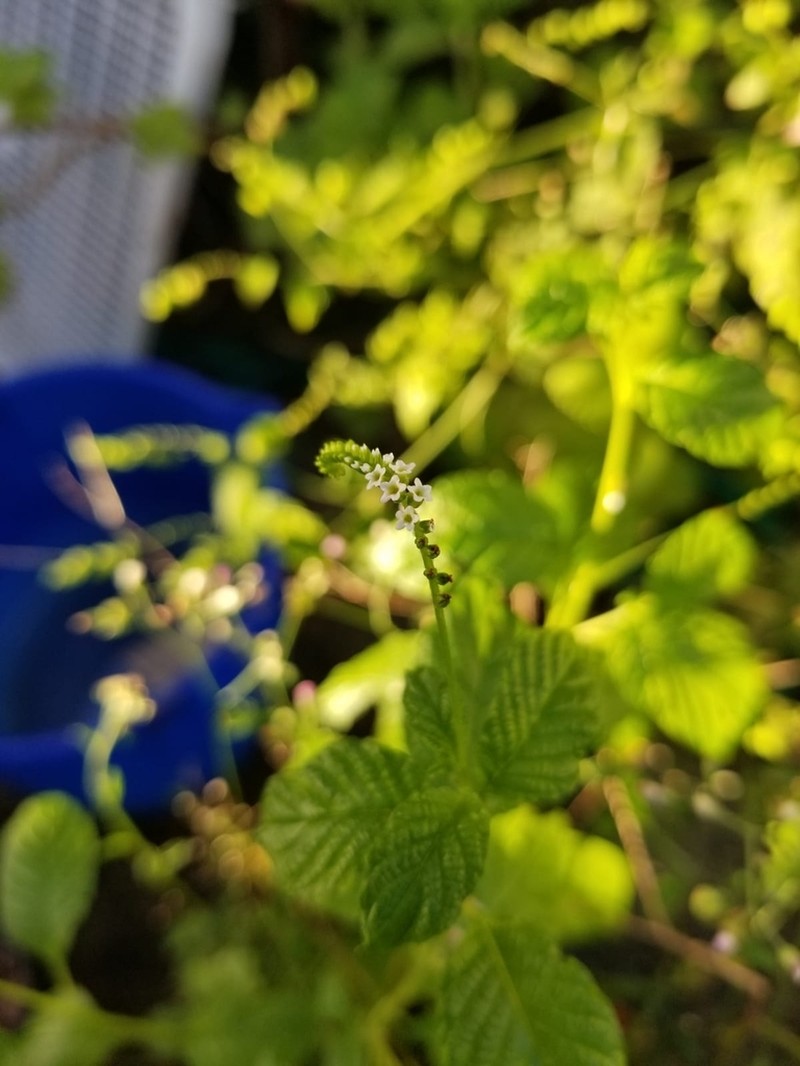 Scorpion's-Tail photo 4