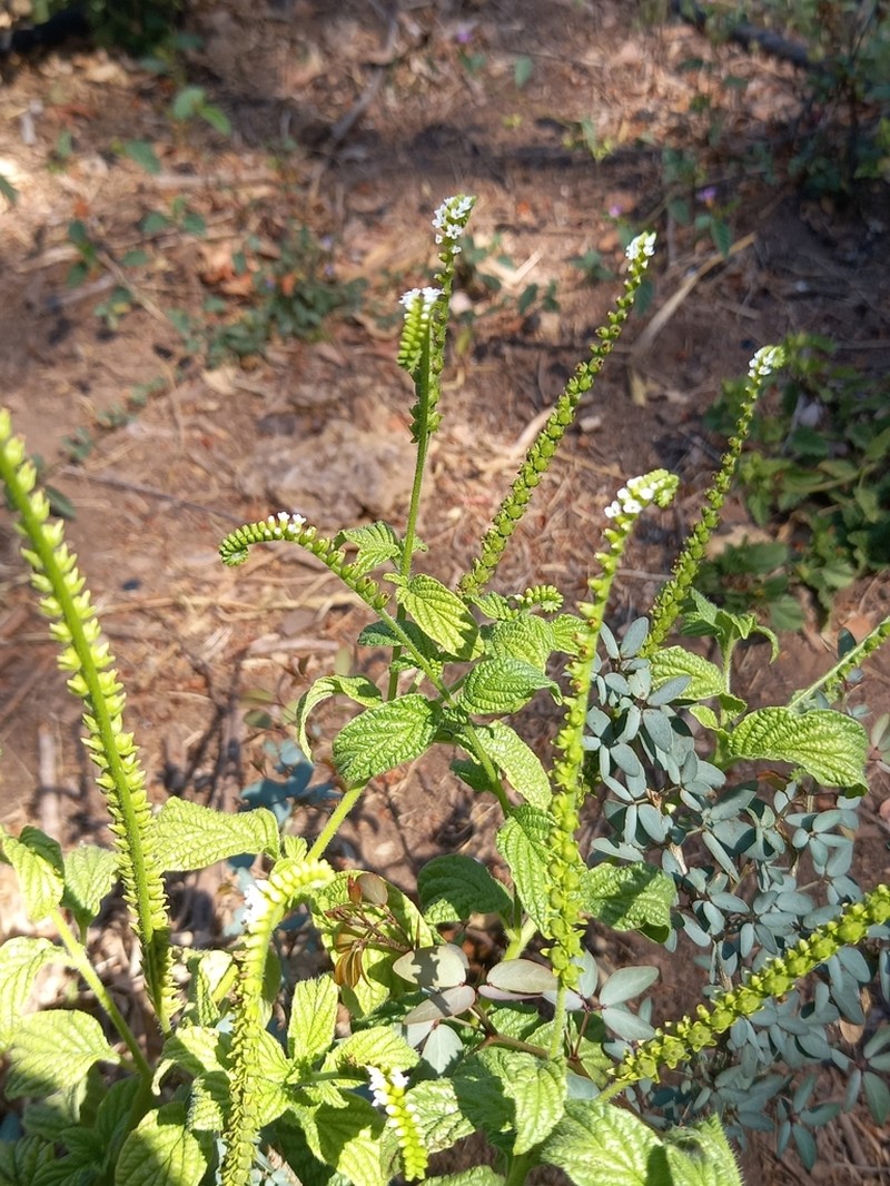Scorpion's-Tail photo 6