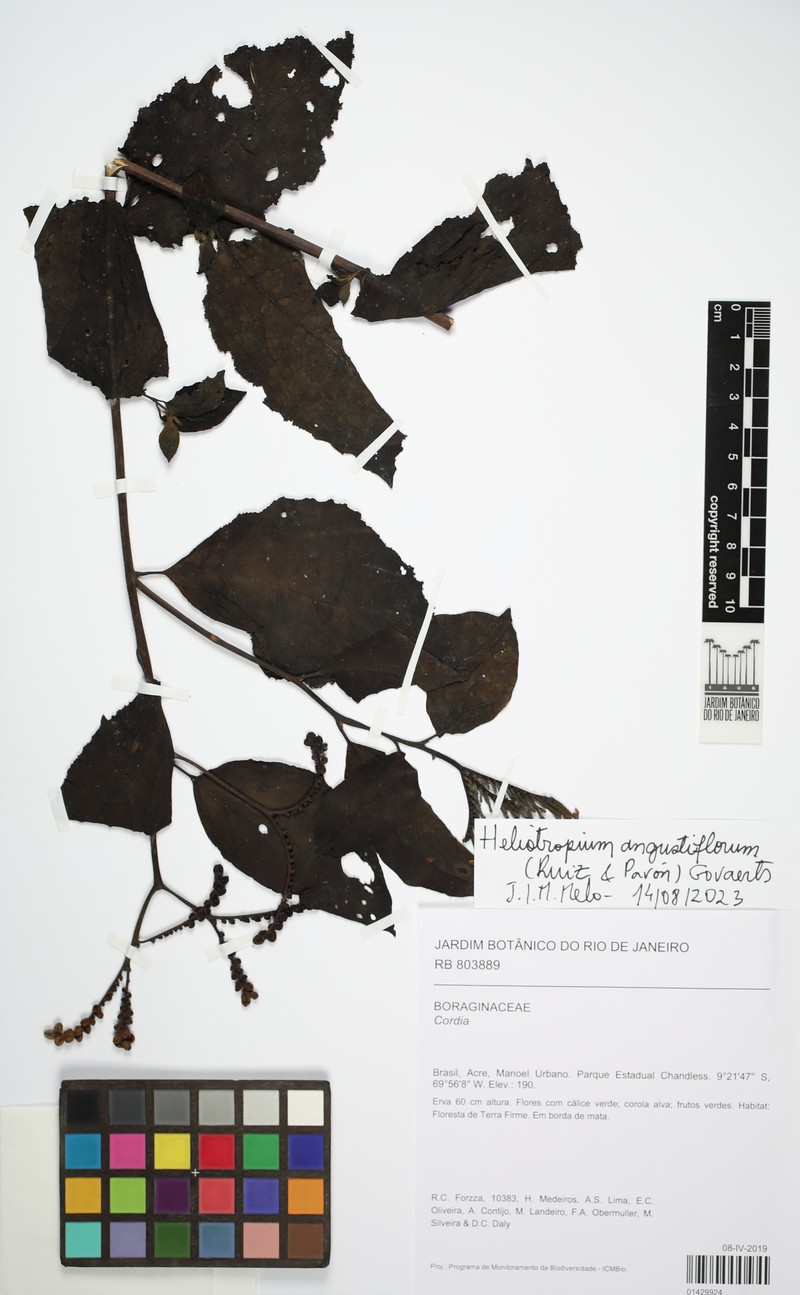 Heliotropium angustiflorum