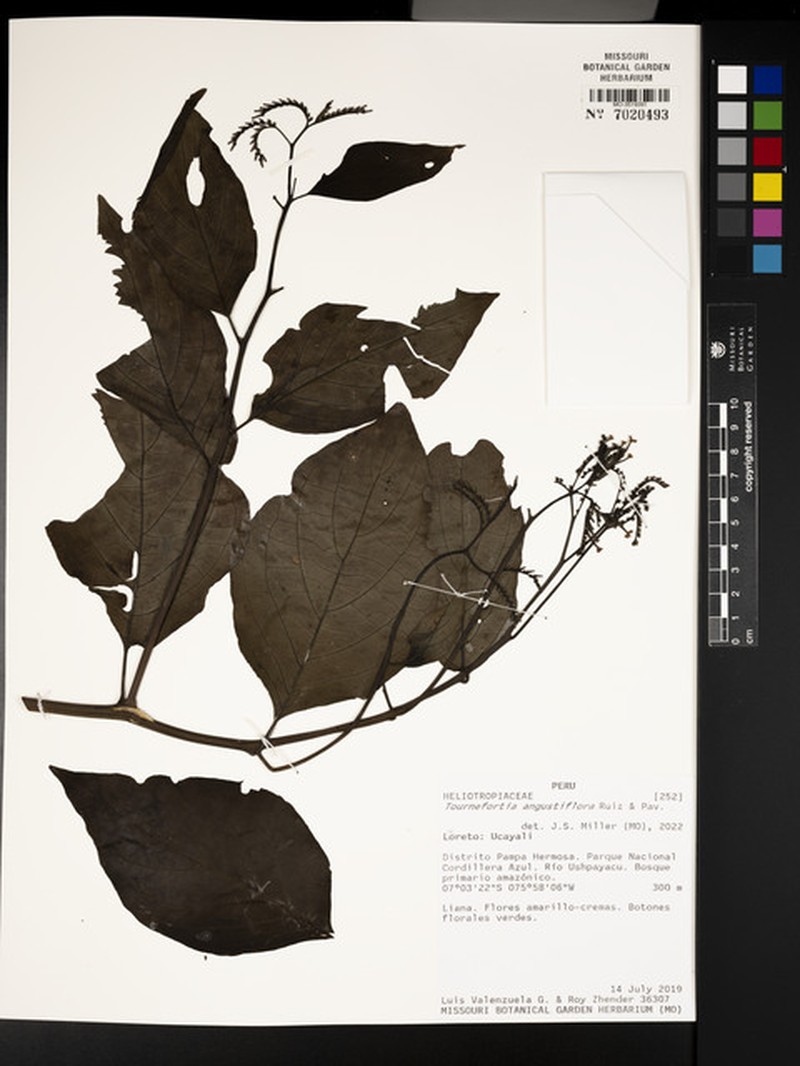 Heliotropium angustiflorum photo 2