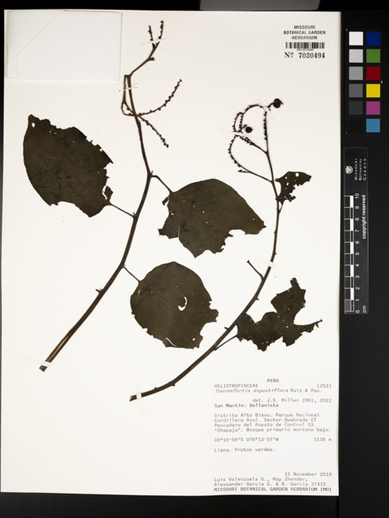 Heliotropium angustiflorum photo 3